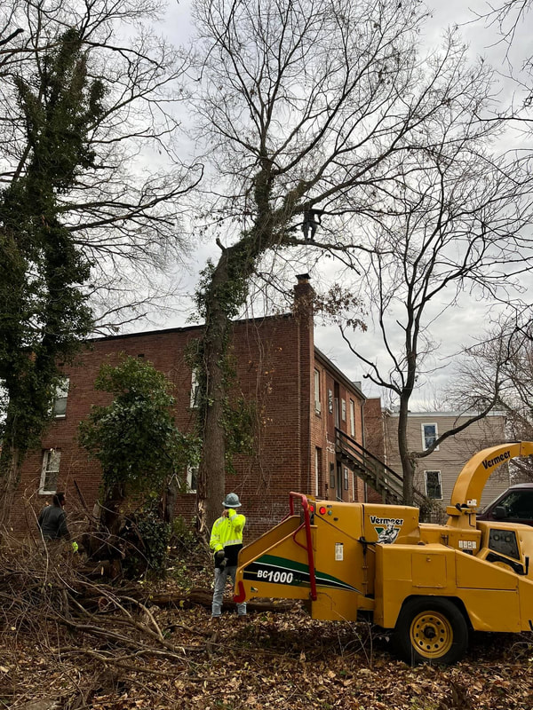stump grinding