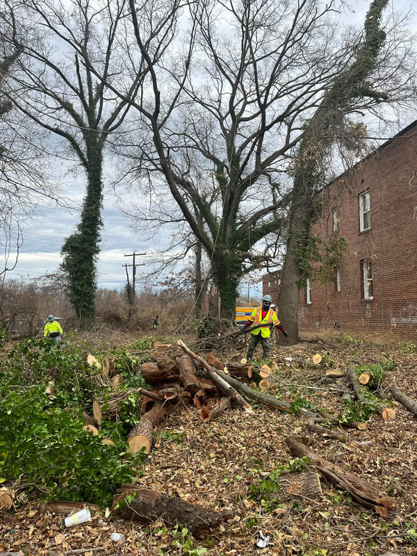 triming and clean up in VA