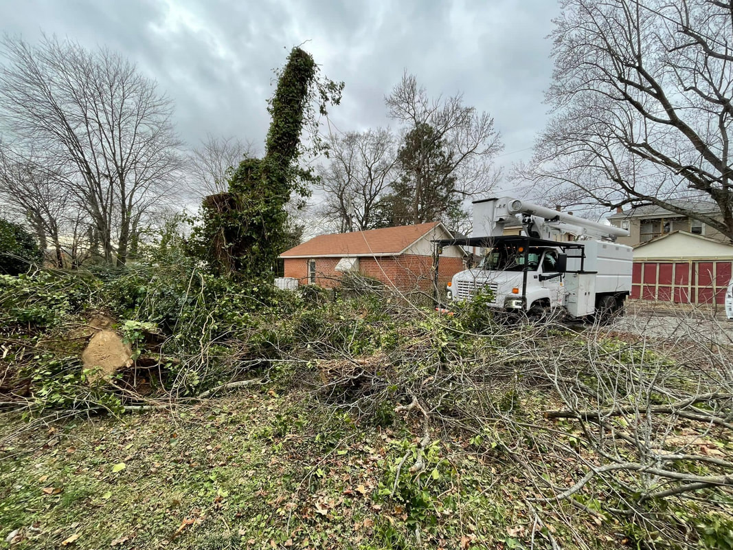 commercial property tree service