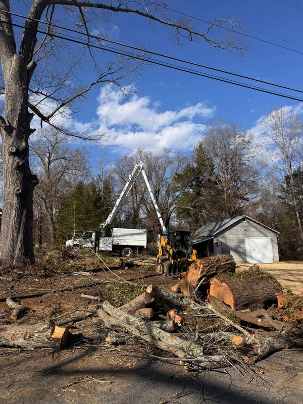 Professional stump grinding service in Lynchburg VA by Lux Arbor Tree Services