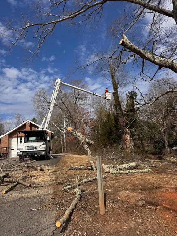 urgent tree removal