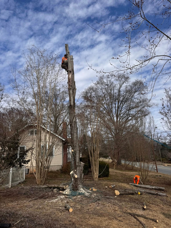 emergency tree removal