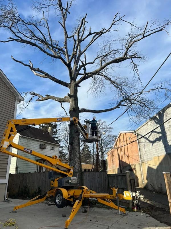 professional tree services