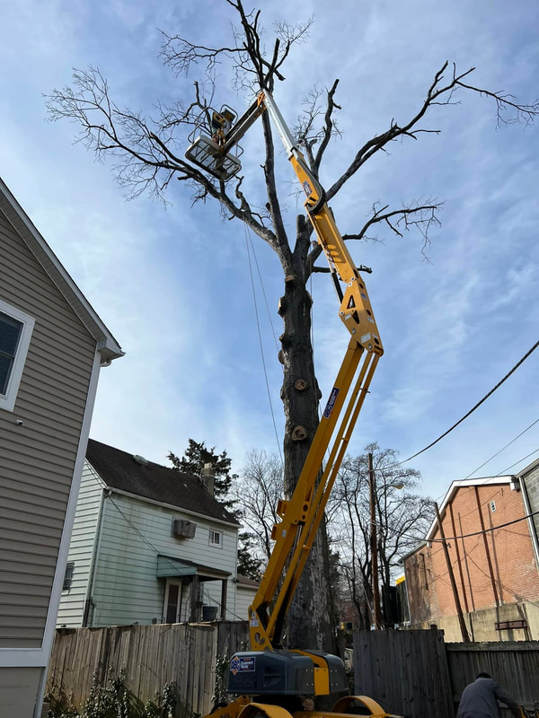 commercial tree service
