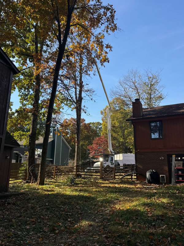 professional residential tree services in VA