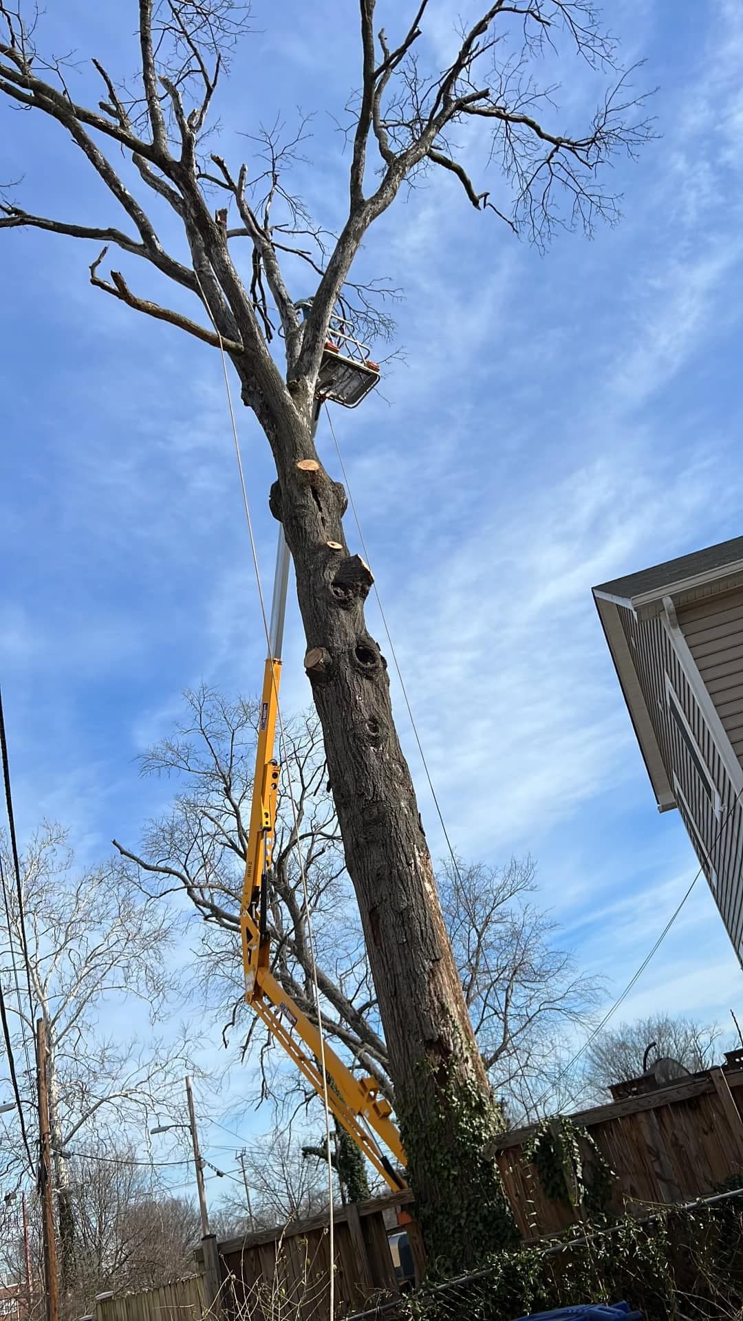 remove fallen trees